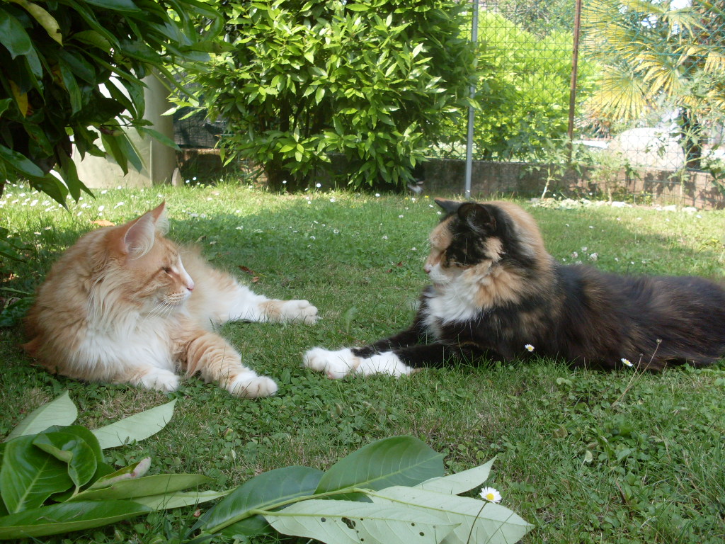 goliath&natalija