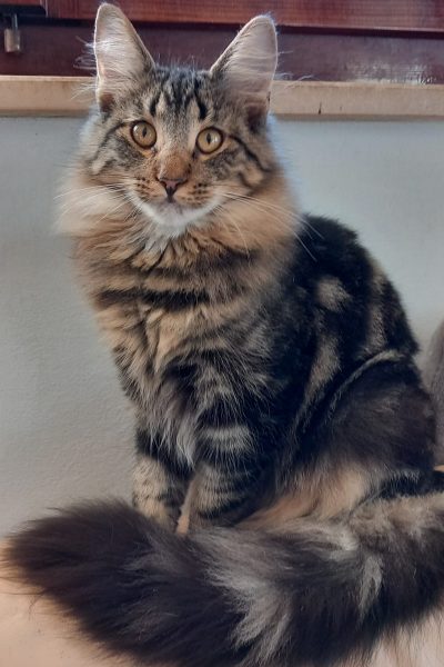 Gea dei Gatti Vikinghi